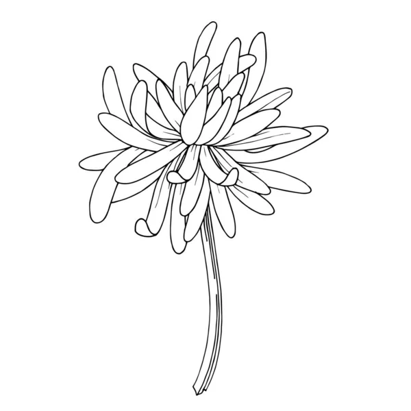 ベクトル菊の植物の花。黒と白の刻まインクアート。孤立菊図要素. — ストックベクタ