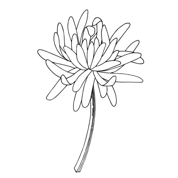 Vector Chrysanthemum botanical flower. Black and white engraved ink art. Isolated chrysanthemum illustration element. — Stock Vector