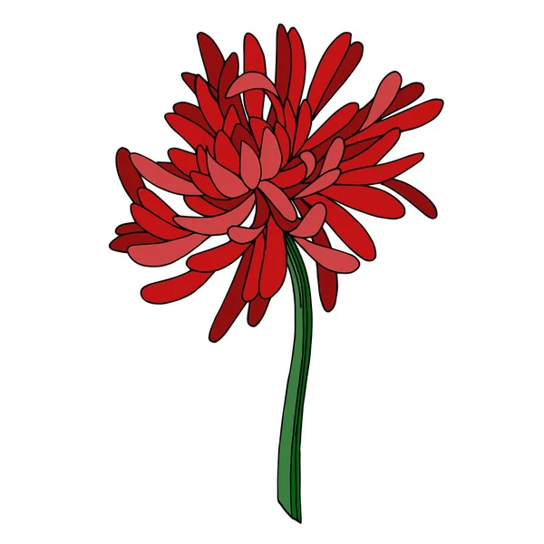 Fiore botanico Vector Chrysanthemum. Inchiostro inciso in bianco e nero art. Elemento di illustrazione crisantemo isolato . — Vettoriale Stock