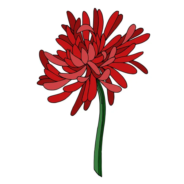 Vector Chrysant botanische bloem. Zwart-wit gegraveerde inktkunst. Geïsoleerde chrysanten illustratie-element. — Stockvector