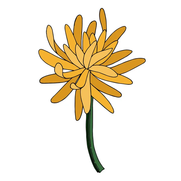 Vector Chrysant botanische bloem. Zwart-wit gegraveerde inktkunst. Geïsoleerde chrysanten illustratie-element. — Stockvector