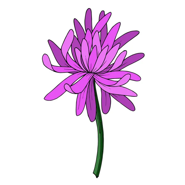 Vector Chrysant botanische bloem. Zwart-wit gegraveerde inktkunst. Geïsoleerde chrysanten illustratie-element. — Stockvector