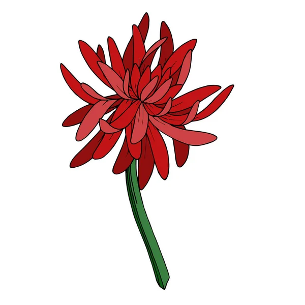 Flor botánica del crisantemo vectorial. Tinta grabada en blanco y negro. Elemento de ilustración de crisantemo aislado . — Vector de stock