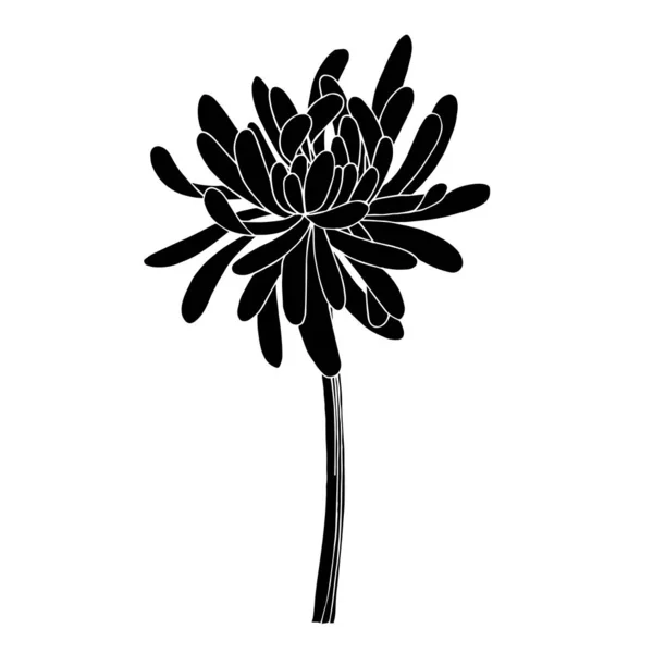 Krizantém vektor botanikai virág. Fekete-fehér vésett tinta művészet. Izolált krizantém illusztrációs elem. — Stock Vector