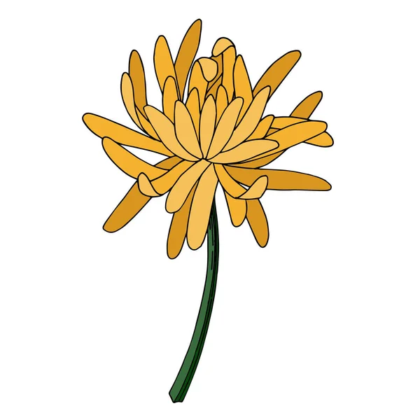 Vektorové chryzantémy botanické květiny. Černobílý rytý inkoust. Izolovaný ilustrační prvek chryzantémy. — Stockový vektor