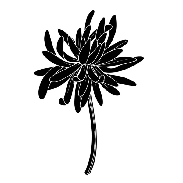 Krizantém vektor botanikai virág. Fekete-fehér vésett tinta művészet. Izolált krizantém illusztrációs elem. — Stock Vector