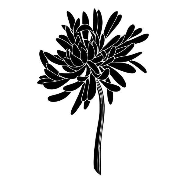 Vector Chrysanthemum botanical flower. Black and white engraved ink art. Isolated chrysanthemum illustration element.