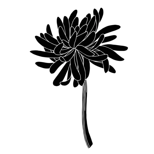 Vector Chrysanthemum botanical flower. Black and white engraved ink art. Isolated chrysanthemum illustration element. — Stock Vector