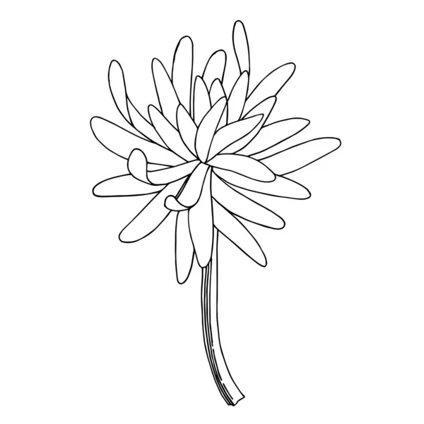 Vecteur Chrysanthème fleur botanique. Encre gravée en noir et blanc. Élément d'illustration de chrysanthème isolé . — Image vectorielle