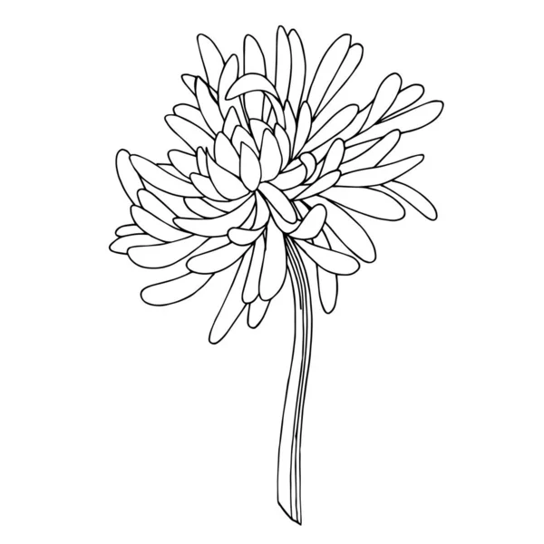 Vektor Chrysanthemen botanische Blume. Schwarz-weiß gestochene Tuschekunst. isolierte Chrysanthemen Illustrationselement. — Stockvektor