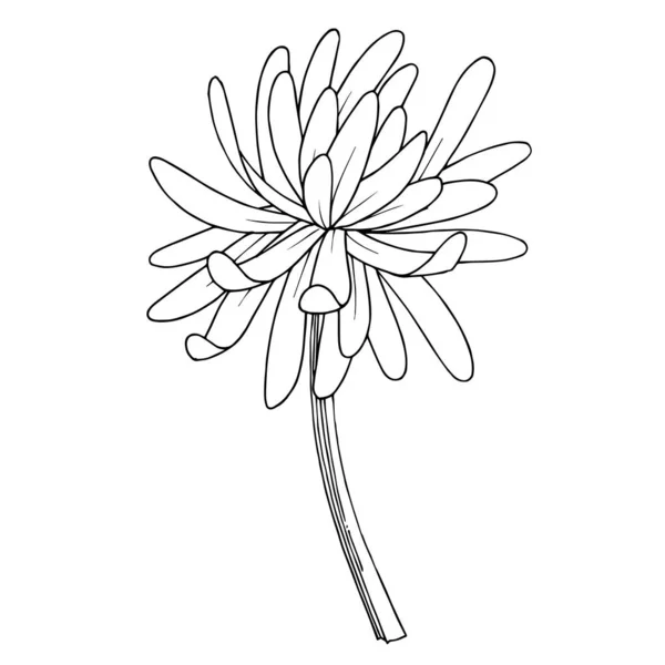 ベクトル菊の植物の花。黒と白の刻まインクアート。孤立菊図要素. — ストックベクタ