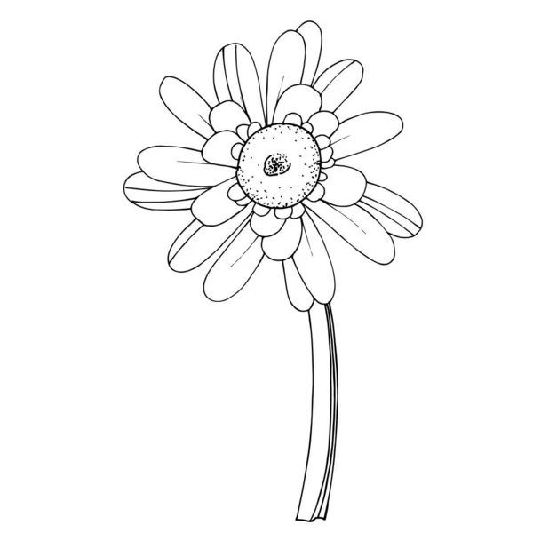 เวกเตอร์ Gerbera ดอกไม้ ดอกไม้พฤกษศาสตร์ สีดําและสีขาวแกะสลัก ภาพประกอบสต็อก