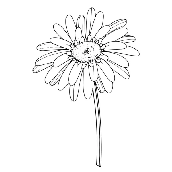 เวกเตอร์ Gerbera ดอกไม้ ดอกไม้พฤกษศาสตร์ สีดําและสีขาวแกะสลัก เวกเตอร์สต็อก