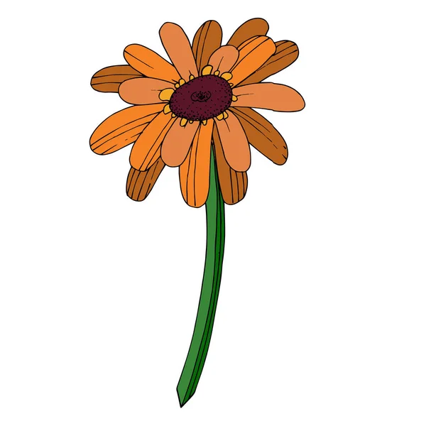 เวกเตอร์ Gerbera ดอกไม้ ดอกไม้พฤกษศาสตร์ สีดําและสีขาวแกะสลัก ภาพเวกเตอร์สต็อกที่ปลอดค่าลิขสิทธิ์