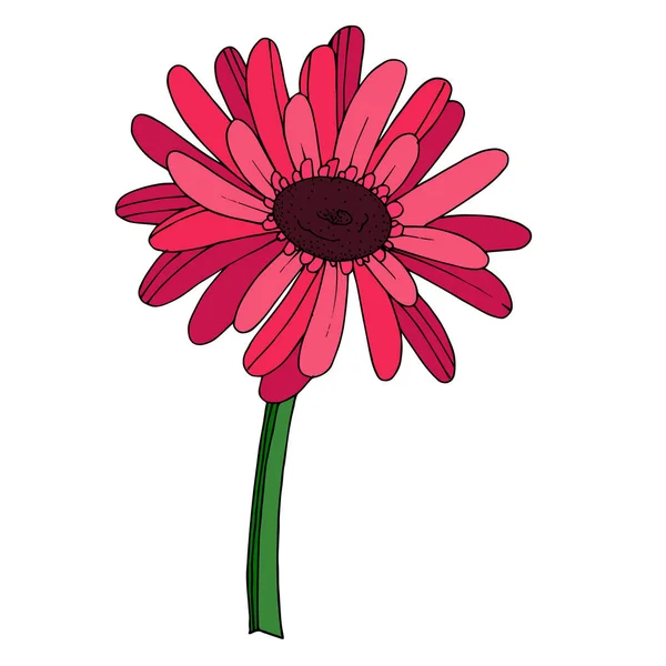 เวกเตอร์ Gerbera ดอกไม้ ดอกไม้พฤกษศาสตร์ สีดําและสีขาวแกะสลัก ภาพประกอบสต็อกที่ปลอดค่าลิขสิทธิ์