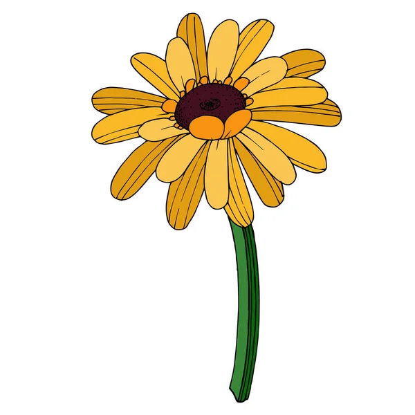 เวกเตอร์ Gerbera ดอกไม้ ดอกไม้พฤกษศาสตร์ สีดําและสีขาวแกะสลัก กราฟิกภาพเวกเตอร์