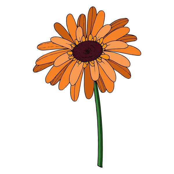 เวกเตอร์ Gerbera ดอกไม้ ดอกไม้พฤกษศาสตร์ สีดําและสีขาวแกะสลัก ภาพประกอบสต็อก