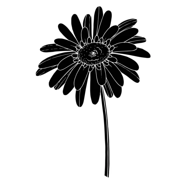 เวกเตอร์ Gerbera ดอกไม้ ดอกไม้พฤกษศาสตร์ สีดําและสีขาวแกะสลัก ภาพเวกเตอร์สต็อกที่ปลอดค่าลิขสิทธิ์