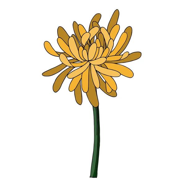 Vector Chrysanthemum botanical flower. Black and white engraved ink art. Isolated chrysanthemum illustration element. Stock Illustration