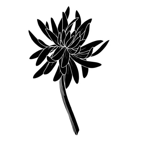 Vector Chrysanthemum botanical flower. Black and white engraved ink art. Isolated chrysanthemum illustration element. Stock Illustration