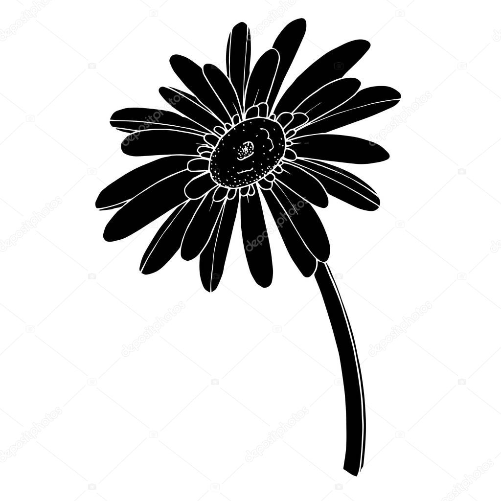 Vector Gerbera floral botanical flower. Black and white engraved