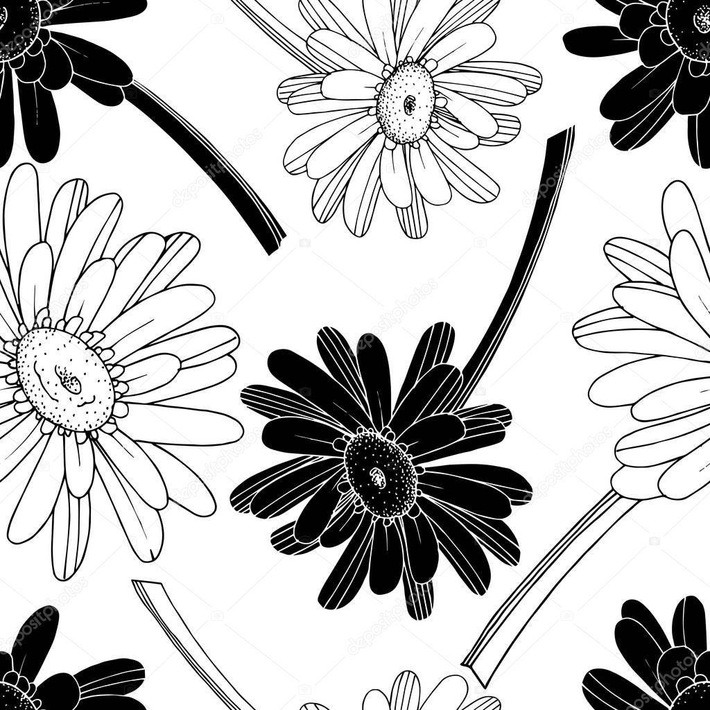Vector Gerbera floral botanical flower. Black and white engraved