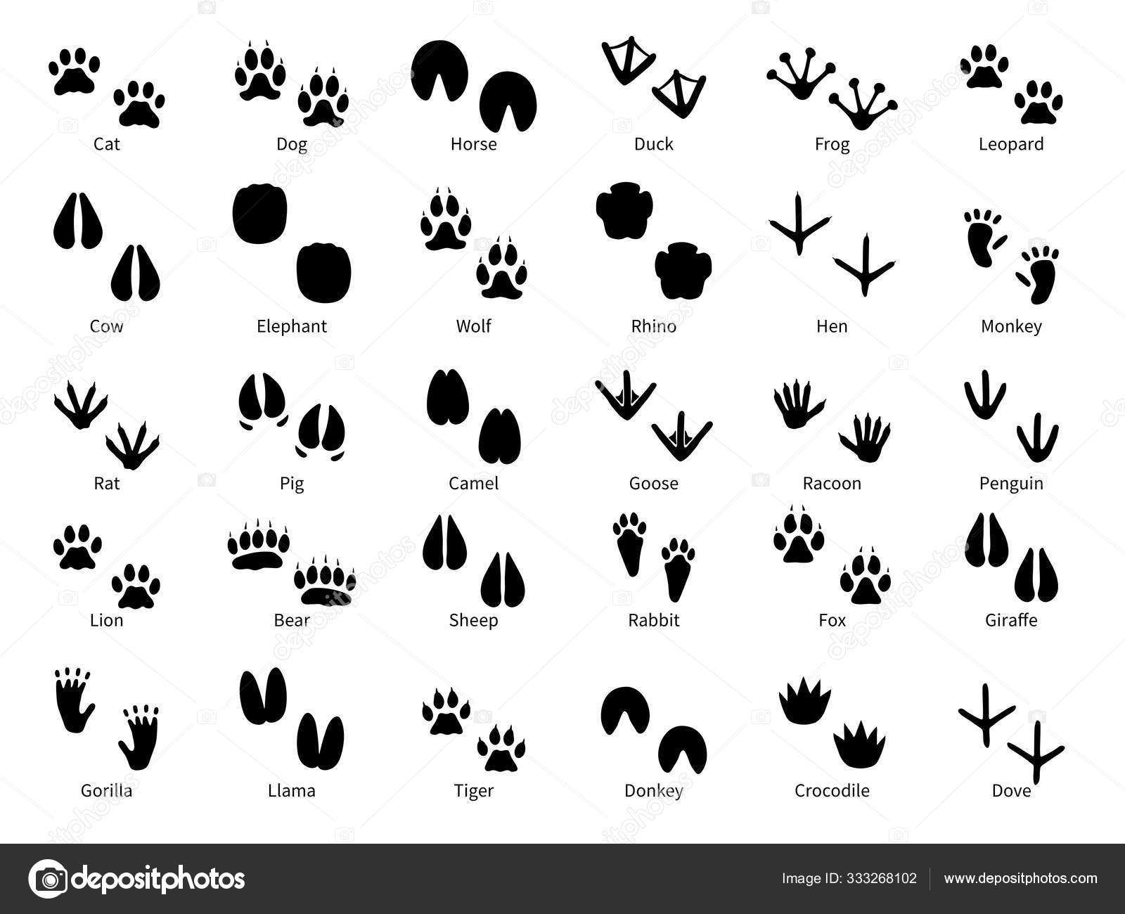 Download Animal footprints. Walking track animals paw with name ...