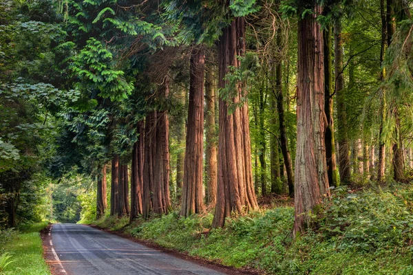 Sequoia wood adlı Göl Vyrnwy Wales, İngiltere