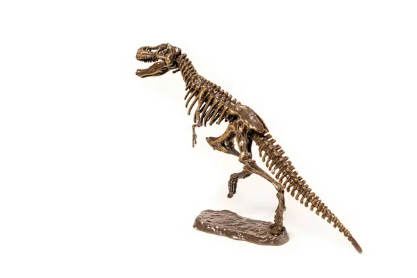 Beyaz arka planda Tyrannosaurus dinozor iskeleti.