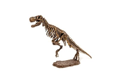 Beyaz arka planda Tyrannosaurus dinozor iskeleti.