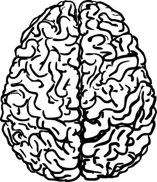 Иллюстрация человеческого мозга — стоковый вектор