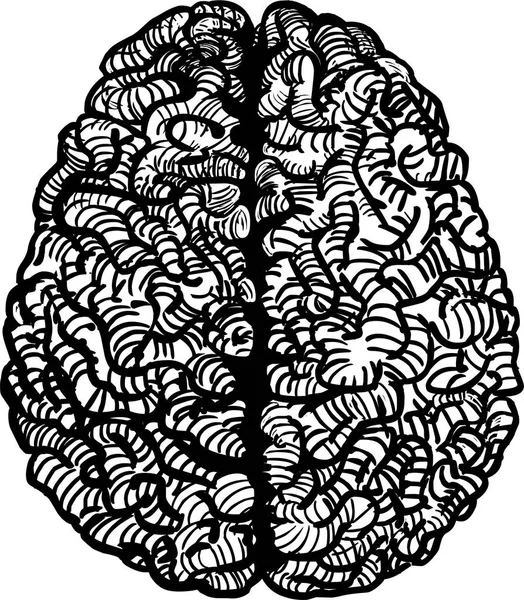 Иллюстрация человеческого мозга — стоковое фото