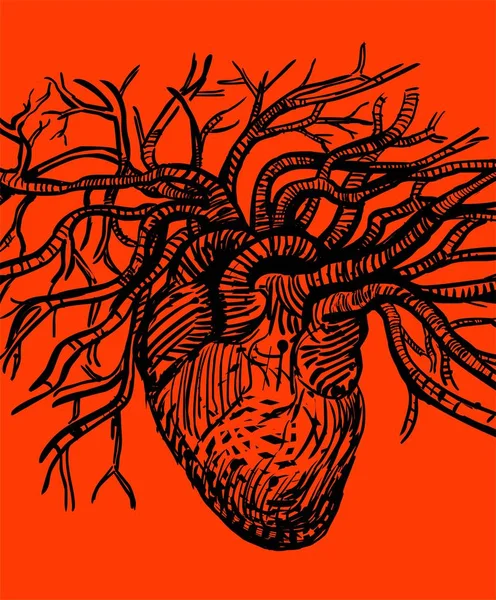 Human heart with arteries and veins