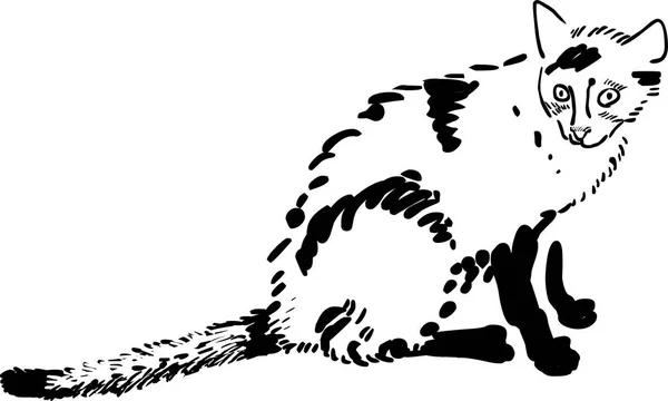 Εικονογράφηση φορέας γάτα — Διανυσματικό Αρχείο