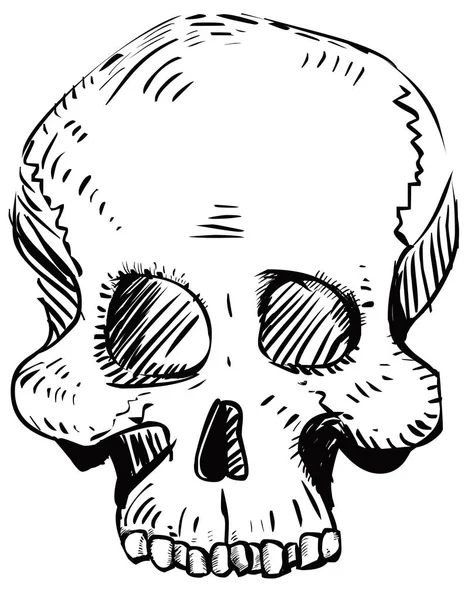 Human skull illustration — Stock Photo, Image