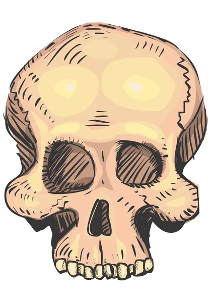 Illustrazione cranio umano — Foto Stock
