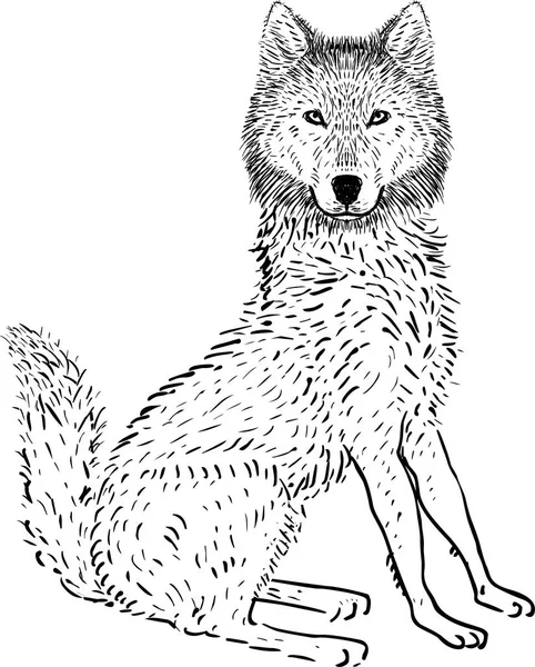 オオカミの手描き下ろしイラスト — ストックベクタ