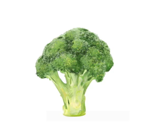 Realistic Illustration Fresh Broccoli — Stock Photo, Image