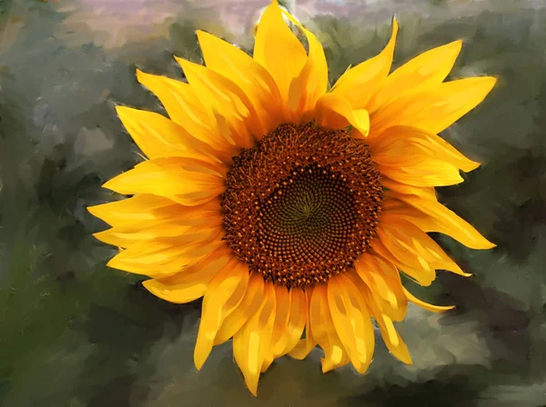 Close Blooming Sunflower — Stock Photo, Image