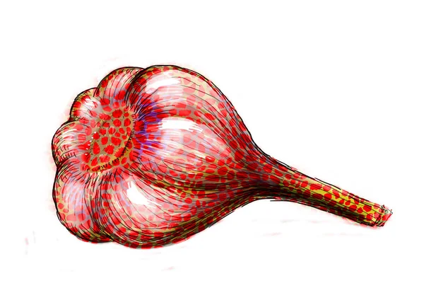 Illustration Garlic Isolated Background — Stock Photo, Image