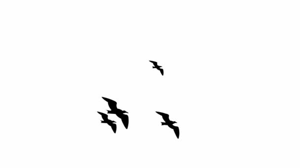 Чайки Летают Бесшовная Анимация Цикла — стоковое видео