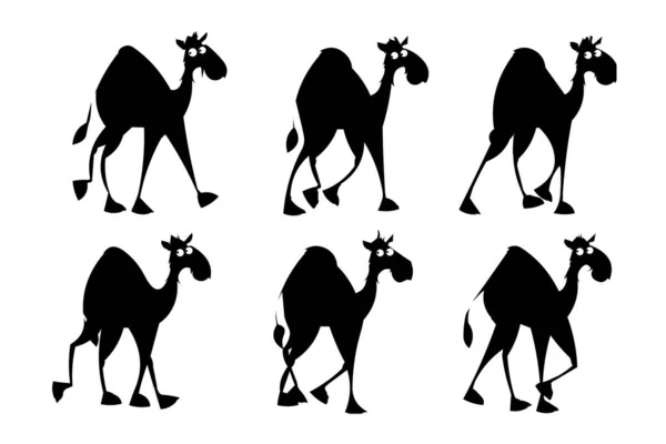 Dromedários Camelos Árabes Fundo Branco — Fotografia de Stock