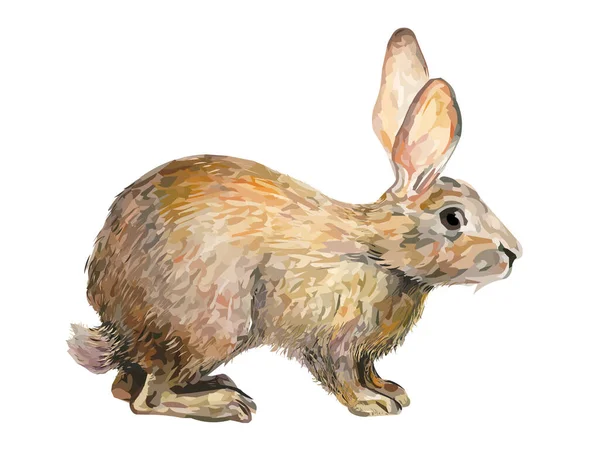 Векторная иллюстрация кролика — стоковое фото