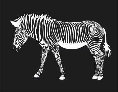 Zebra siyah arkaplan üzerinde izole
