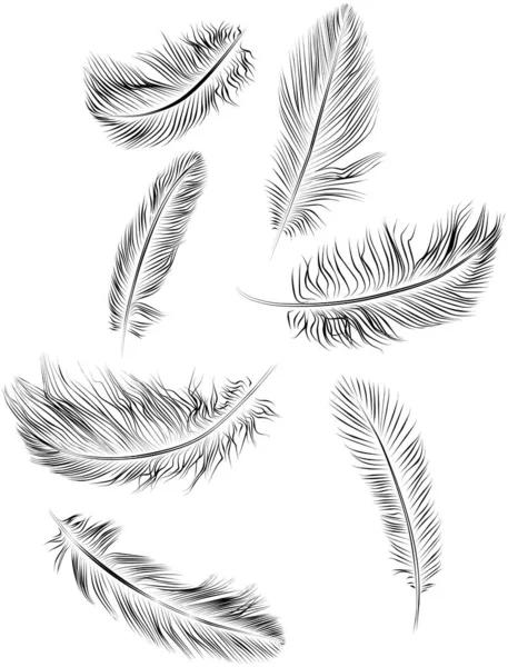 Feathers — Stock Photo, Image