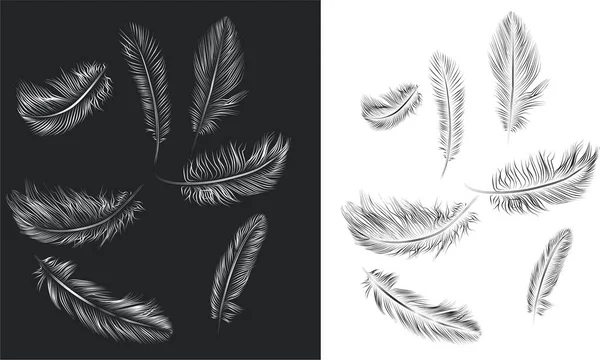 Feathers — Stock Photo, Image