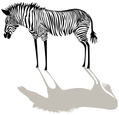 zebra silueti beyaz arkaplanda izole edildi