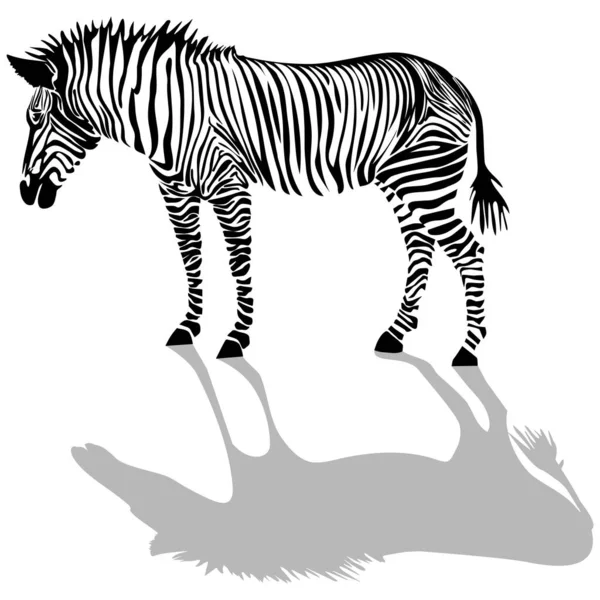 Silhueta Zebra Isolada Sobre Fundo Branco — Fotografia de Stock