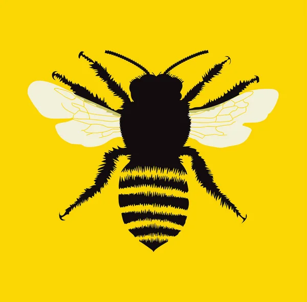 Illustration Des Schwarzen Bieneninsekts — Stockfoto
