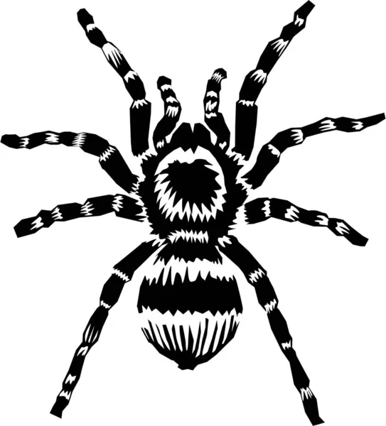 Tarantula — Zdjęcie stockowe